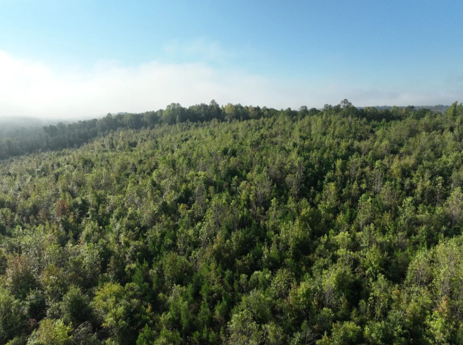 Beautiful wooded acreage in Chilton, AL